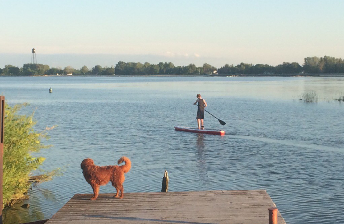 Paddle boarder dog on a deck