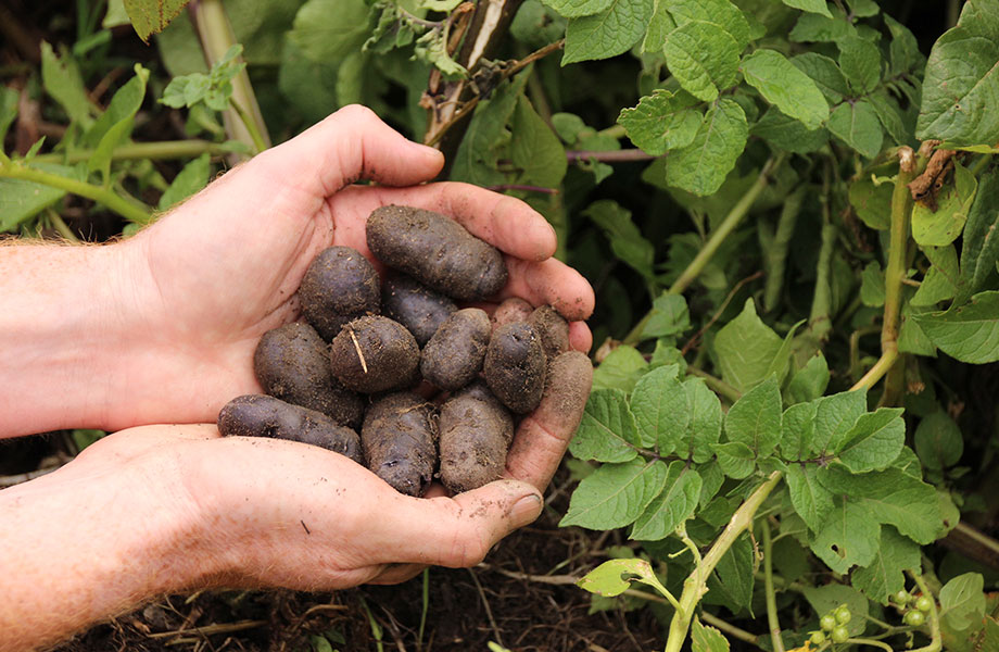 gathering potatoes from garden