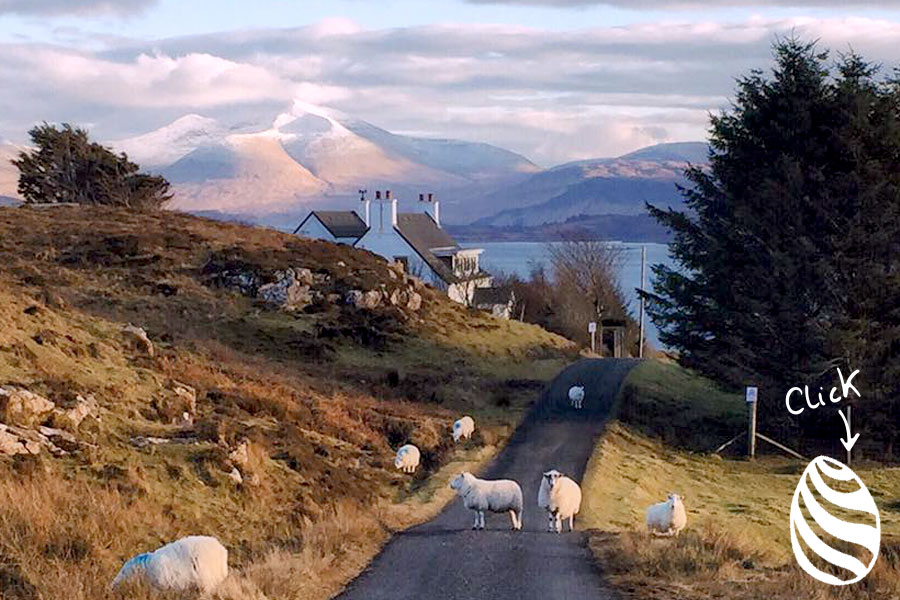 sheep on road in Scotland by Bee Leask